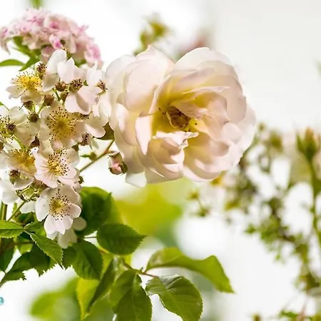 Lejlighed Rosenrot Uberlingen